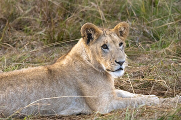 Young lion cub relaxing on a game drive safari in tall grass in Masai Mara National Reserve