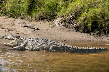 Large Nile crocodile (Crocodylus niloticus) basking with its mouth wide open for thermoregulation on the bank of the Mara River in Kenya's Masai Mara
