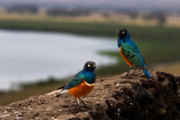 Superb starlings perched on a rocky outcrop overlooking a lake in Amboseli National Park Kenya