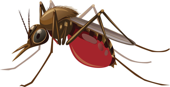 Close-Up Cartoon Mosquito with Red Abdomen eps