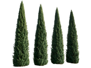 Four Italian Cypress Trees Against Black Backdrop Tall Evergreen Plants for Landscaping and Design