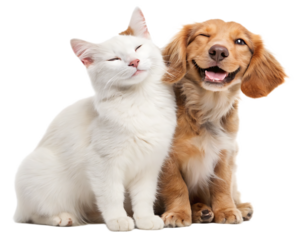 A white cat and a golden dog sitting together with the dog winking on a black background in a studio