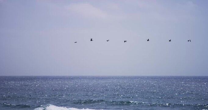 4K Birds: Flying