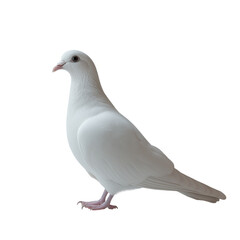 Pigeon isolated on white background bird wildlife urban nature concept