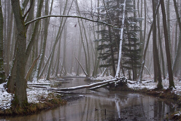 Wild winter river flowing through alder forest with fallen trees