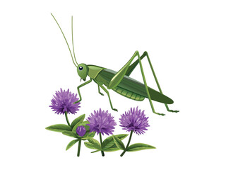 Green grasshopper insect isolated on a white background, a macro closeup of a wildlife pest or animal bug
