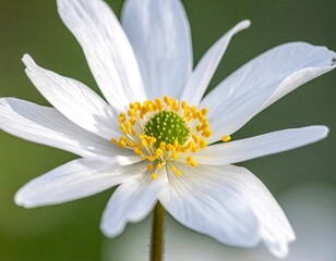 Close Up of White Anemone Flower with Yellow Center and Green Background in Natural Light