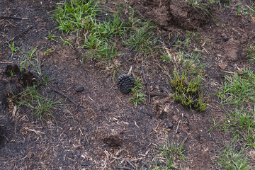 Photograph of plants (grasslands) burned by forest fire. Concept of the environment.