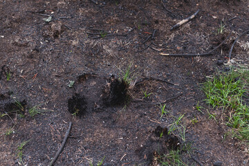 Photograph of plants (grasslands) burned by forest fire. Concept of the environment.