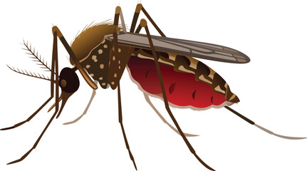 Macro closeup of a mosquito sucking blood, a tiny insect pest and wildlife animal on a white background