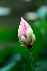 A close-up of a lotus flower bud against a green outdoor background in summer