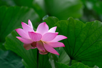 A close-up of lotus leaves and lotus flowers against a green outdoor background in summer