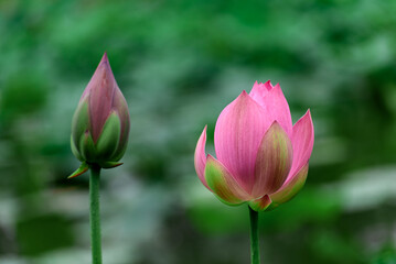 A close-up of a lotus flower bud against a green outdoor background in summer