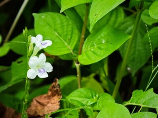 Obraz premium lily of the valley in the garden