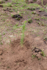 Photograph of plants (pines) to reforest an area affected by forest fire. Environmental concept.