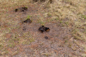 Photograph of plants (grasslands) burned by forest fire. Concept of the environment.
