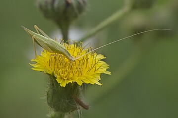 GREEN TREE CRICKET: This also called as Italian Tree Cricket or European Tree Cricket. Its...