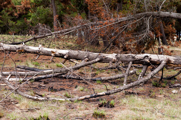Photograph of trees (pines) burned by forest fire. Concept of the environment.