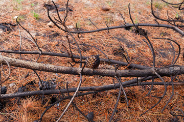 Photograph of trees (pines) burned by forest fire. Concept of the environment.