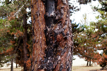 Photograph of trees (pines) burned by forest fire. Concept of the environment.