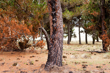 Photograph of trees (pines) burned by forest fire. Concept of the environment.