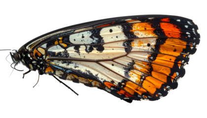 Close-up of a butterfly wing, showing detailed colors and patterns