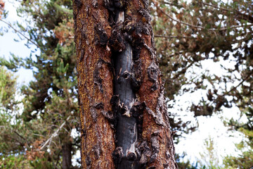 Photograph of trees (pines) burned by forest fire. Concept of the environment.