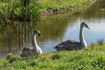 mute swan cygnus olor cygnets resting on the river bank
