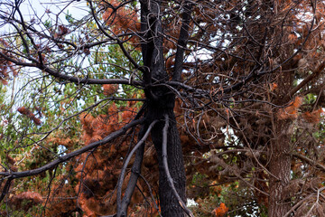 Photograph of trees (pines) burned by forest fire. Concept of the environment.