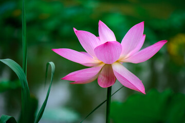 Obraz premium lotus flower in the garden