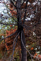 Photograph of trees (pines) burned by forest fire. Concept of the environment.