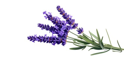 A sprig of vibrant purple lavender blooms with green foliage