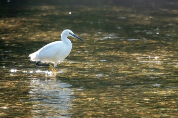 Egret egretta garzetta with reflection in The River Avon Salisbury Wiltshire England
