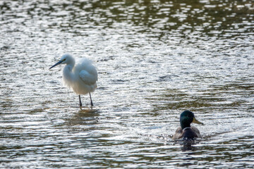 Egret egretta garzetta and male mallard duck in The River Avon Salisbury Wiltshire England