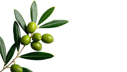 Fresh green olives on a branch with vibrant green leaves