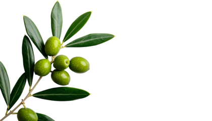 Fresh green olives on a branch with vibrant green leaves