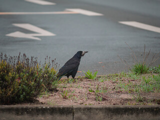 crow on the ground