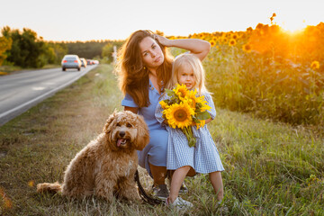 A young mother with a little daughter and a cute curly-haired dog in sunflowers field at sunset in the evening