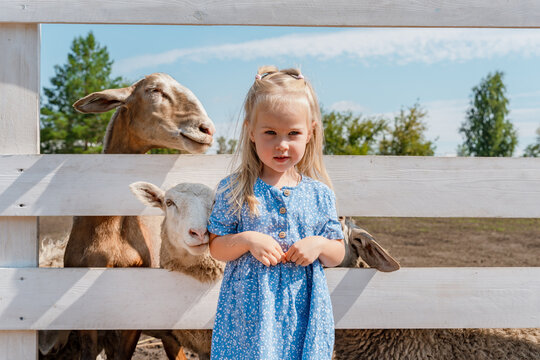 Cute little child girl in dress feeds sheep and goats in a pen on a farm in summer