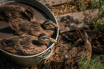 Ducklings with adult ducks splash in the basin in summer, top view