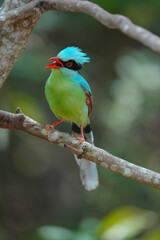 Common Green Magpie (Cissa chinensis) bird perching on branch. Bird watching in natural habitats in the forest.