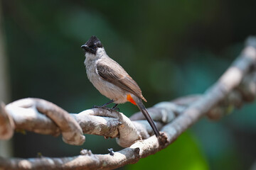 Sooty-headed Bulbul  (Pycnonotus aurigaster ) bird perching on the branch. Bird watching in natural habitats in the forest.