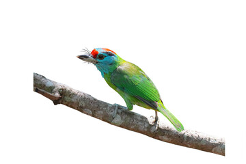 Blue-throated barbet (Megalaima asiatica) bird isolated on white background. This has clipping path.
