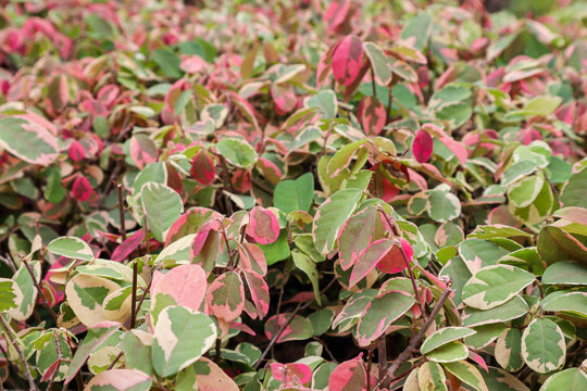 breynia nivosa with beautiful green and red combination. two tone leaves, pink and green background