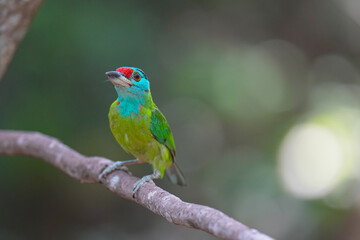 Blue-throated barbet (Megalaima asiatica) bird perching on branch. Bird watching in natural habitats in the forest.