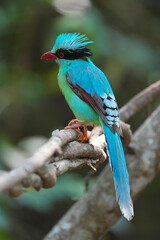 Obraz premium Common Green Magpie (Cissa chinensis) bird perching on branch. Bird watching in natural habitats in the forest.