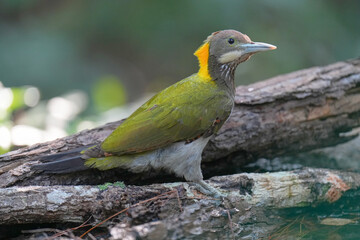 Greater Yellownape  (Chrysophlegma flavinucha ) bird perching on ground. Bird watching in natural habitats in the forest.