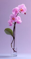 Pink orchid in glass vase, soft light and purple backdrop