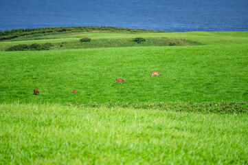 Natural Ezo deer in the Soya Hills at Cape Soya in northernmost Hokkaido, Japan