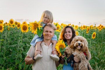 A cheerful young family of father, mother and little daughter with curly dog in sunflowers field at sunset in the evening